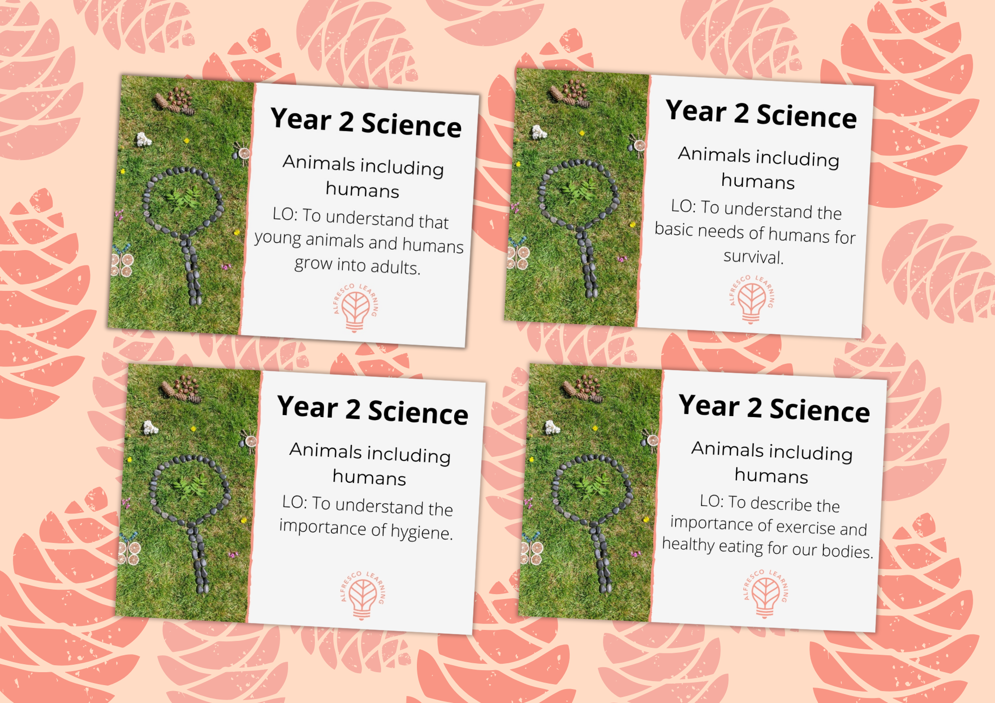 4 cover images for lesson plans for Year 2 animals including humans outdoor lessons.