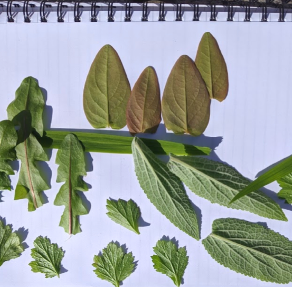 Leaves laid out on a lined spiral bound notebook