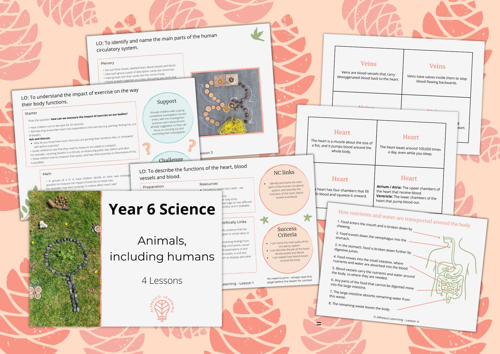 collection of 4 planning pages and 3 resource pages from a unit of outdoor lessons on Year 6 Science, animals including humans