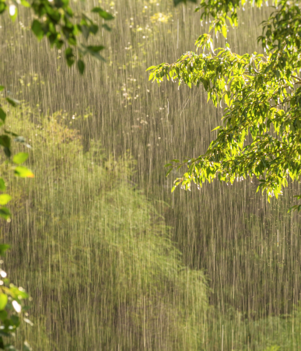 Photograph of trees and sun shining through the rain
