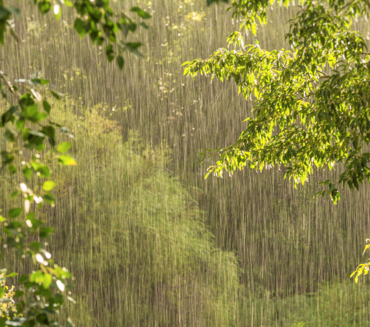 Photograph of trees and sun shining through the rain