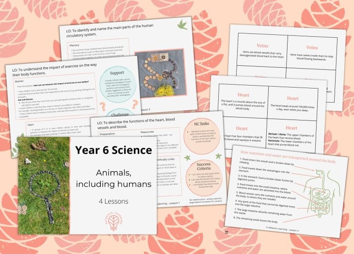 collection of 4 planning pages and 3 resource pages from a unit of outdoor lessons on Year 6 Science, animals including humans